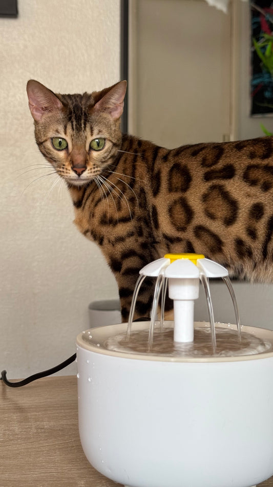 Fontaine pour chat