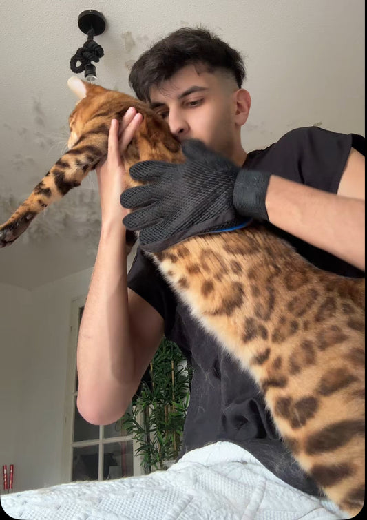 Gants pour chat